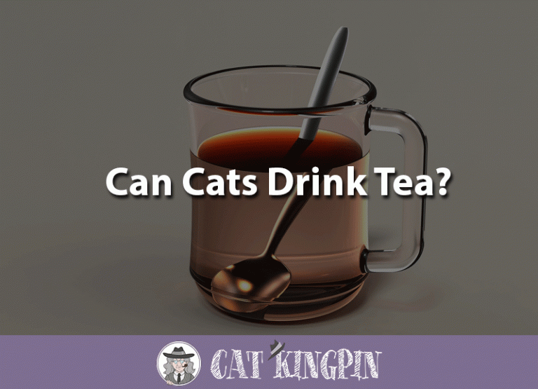 Can Cats Drink Tea?
