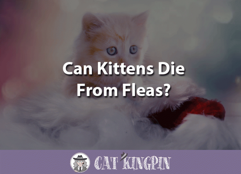 Can Kittens Die From Fleas?
