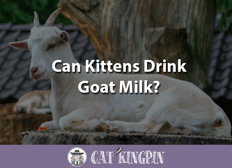 Can kittens drink goat milk
