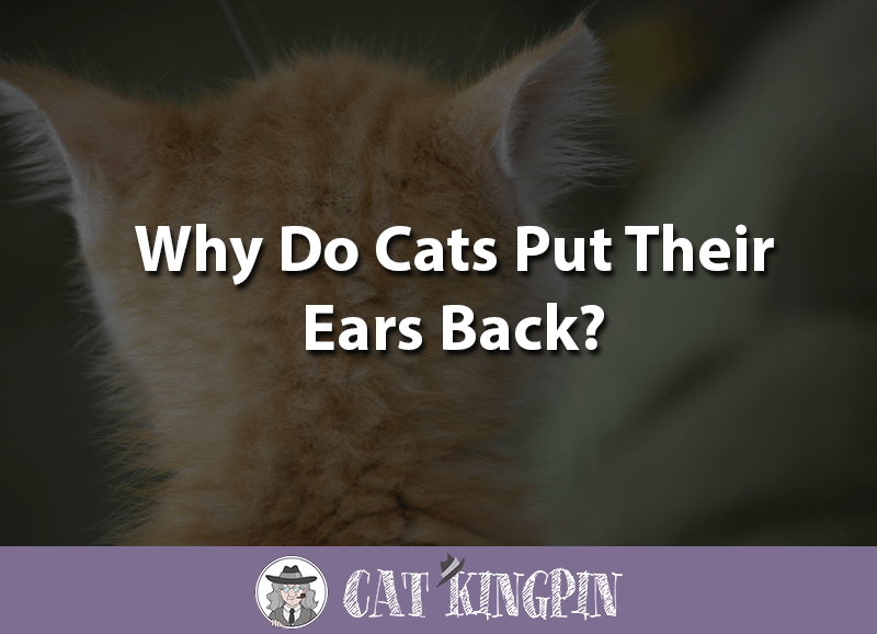 why do cats put ears back
