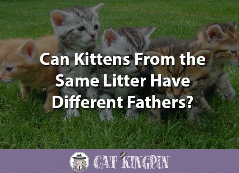 Can Kittens From The Same Litter Have Different Fathers?