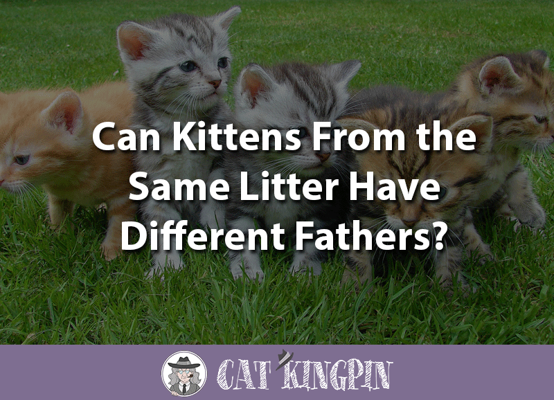 Can kittens from the same litter have a different father