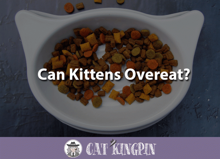 Can Kittens Overeat?