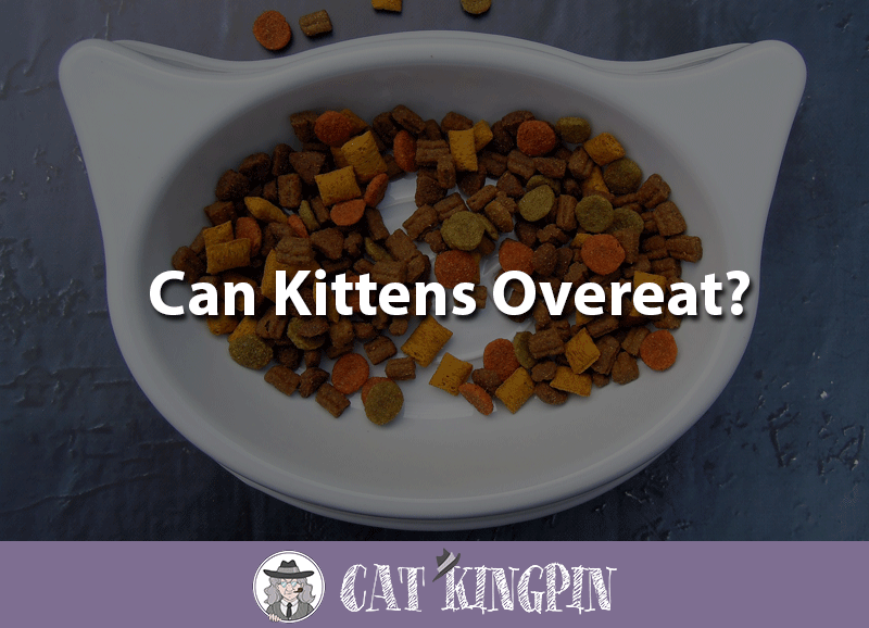 can kittens overeat