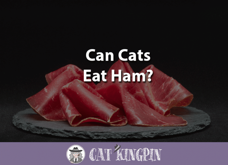 Can Cats Eat Ham?