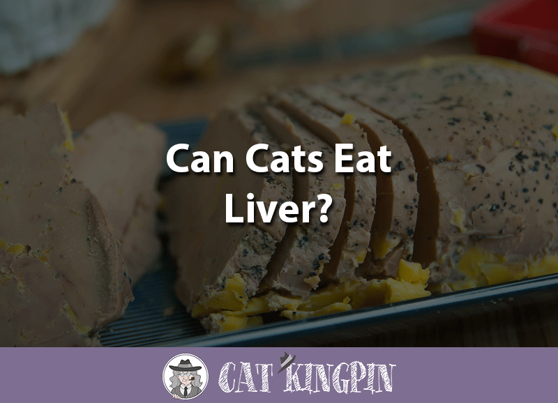 can cats eat liver