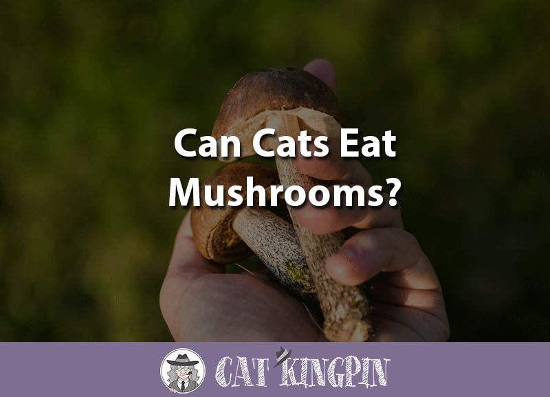 can cats eat mushrooms