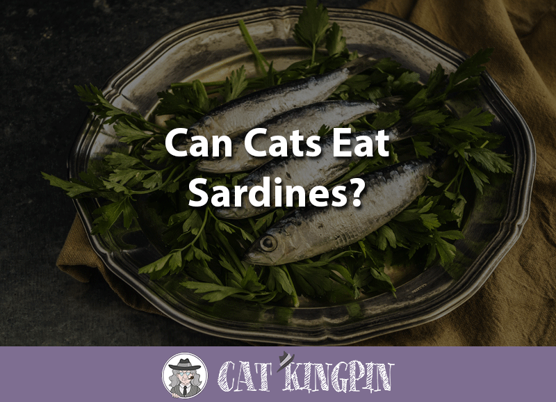 can cats eat sardines