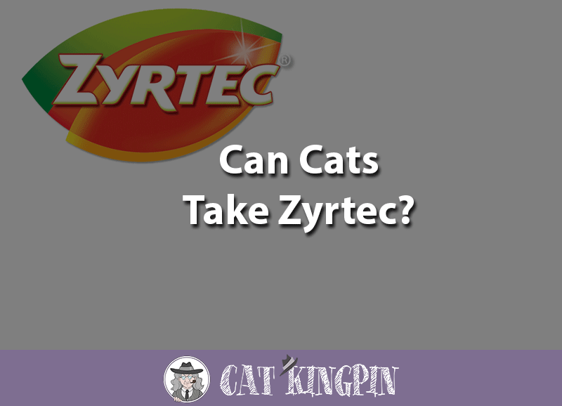 can cats take zyrtec