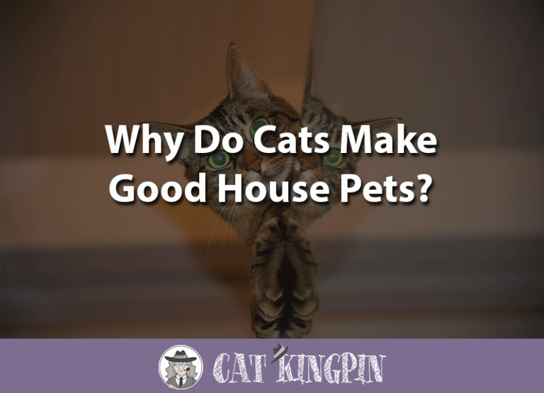 Why Do Cats Make Good Pets?