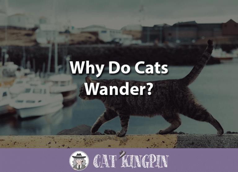 Why Do Cats Wander?
