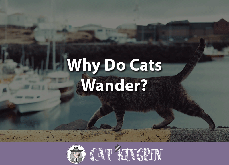 why do cats wander