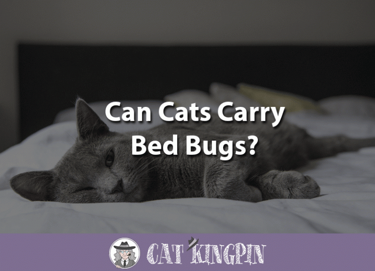 Can Cats Carry Bed Bugs?
