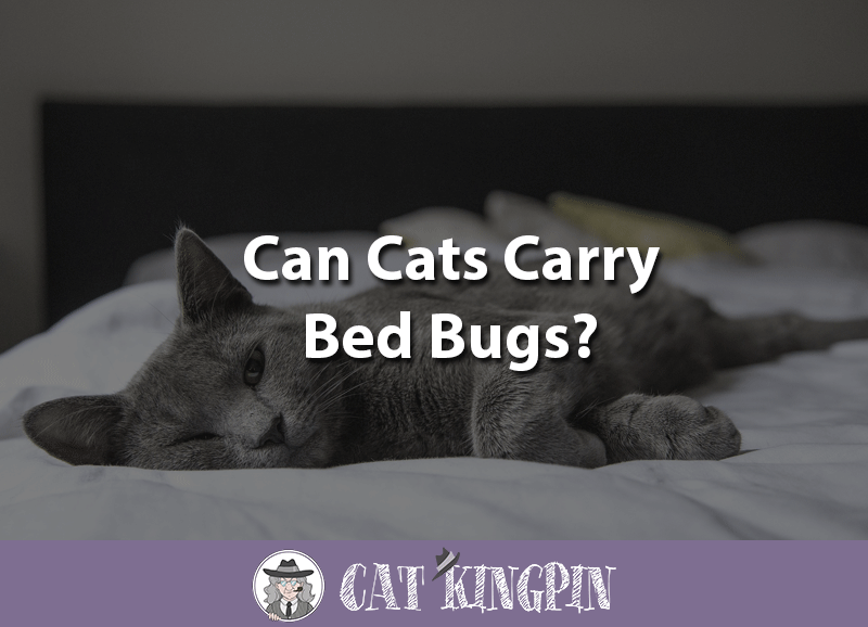 Can Cats Carry Bed Bugs Cat Kingpin