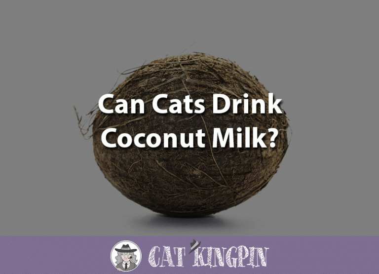 Can Cats Drink Coconut Milk?