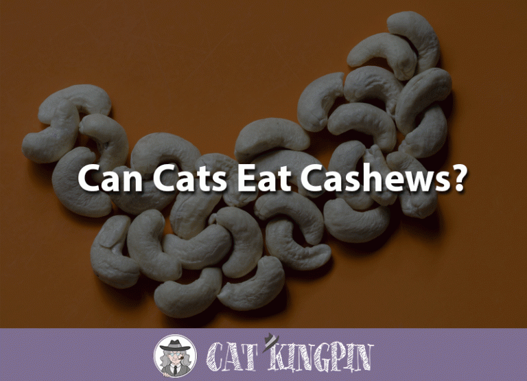 Can Cats Eat Cashews?