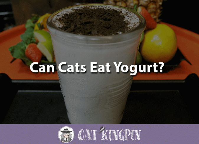 Can Cats Drink Soy Milk? - Cat Kingpin