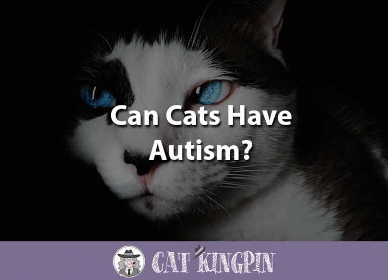 Can Cats Have Autism?