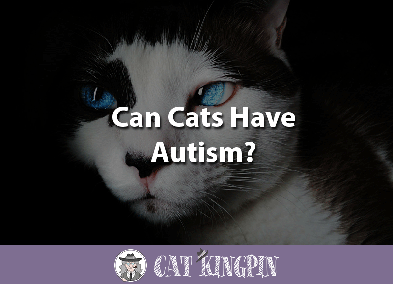 can cats have autism