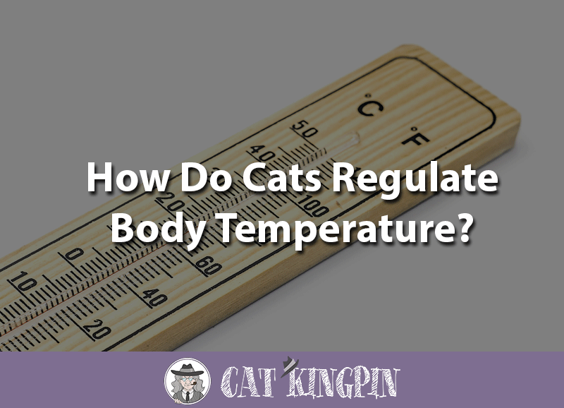 how do cats regulate body temperature