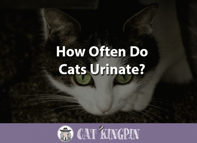 How Often Do Cats Urinate?