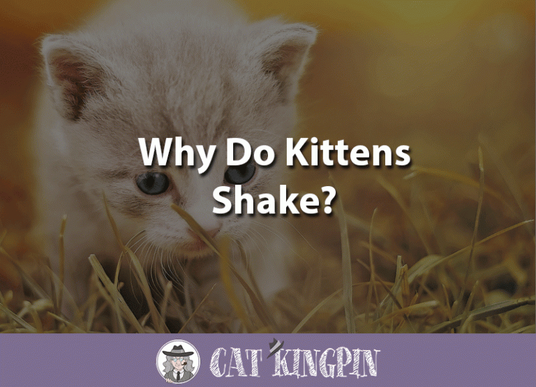 Why Do Kittens Shake?