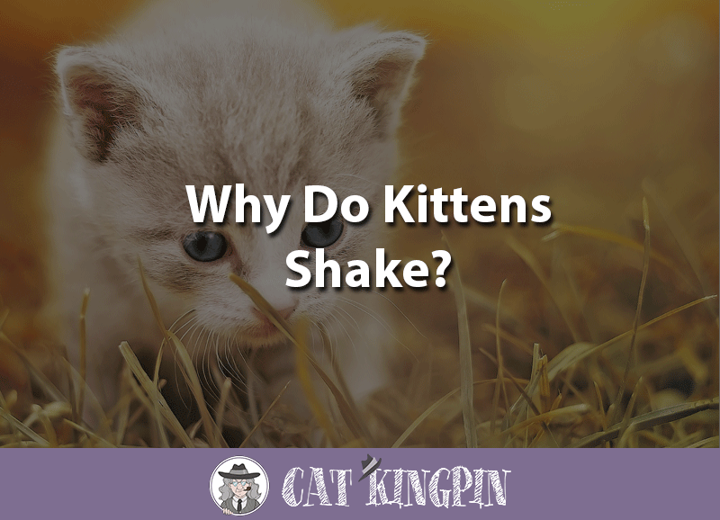 Why do kittens shake