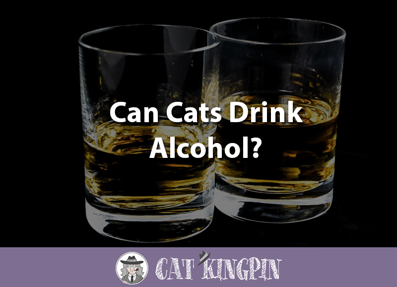 can cats drink alcohol