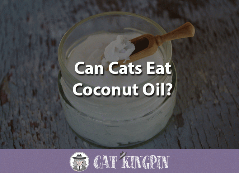 Can Cats Eat Coconut Oil?