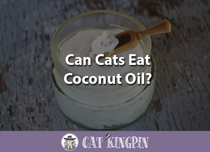 can cats eat coconut oil