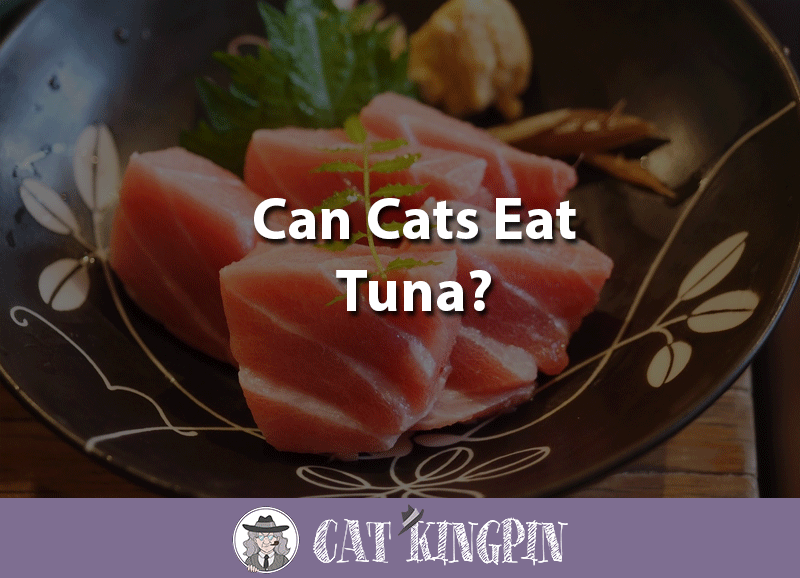 can cats eat tuna