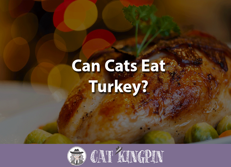 Can cats eat turkey