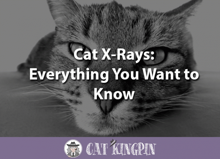 Cat X-Rays – Everything You Want to Know