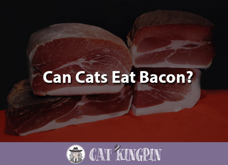 Can Cats Eat Bacon?