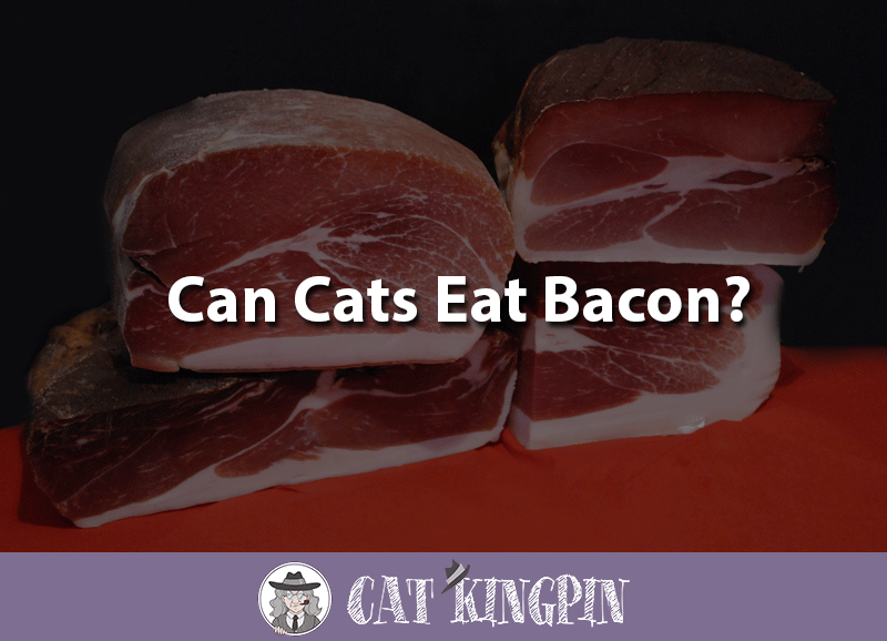 Cab cats eat bacon