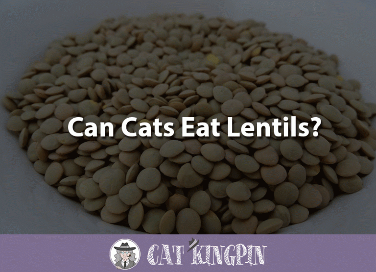 Can Cats Eat Lentils?