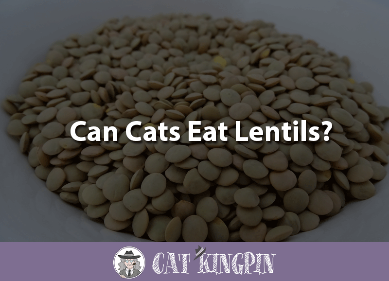Can cats eat lentils