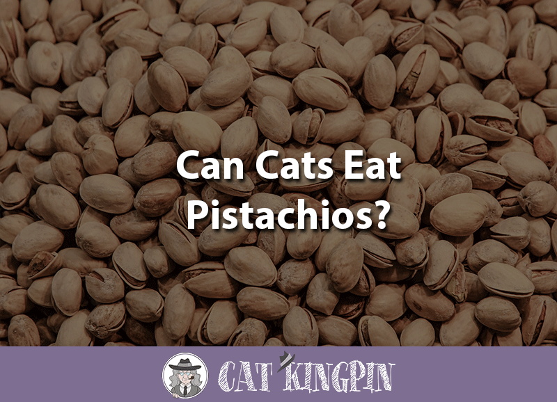 Can cats eat pistachios