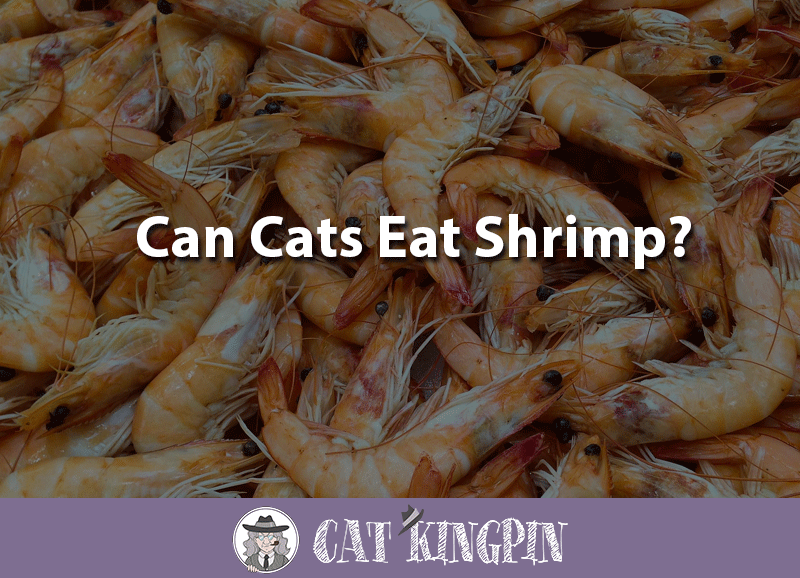 can cats eat shrimp