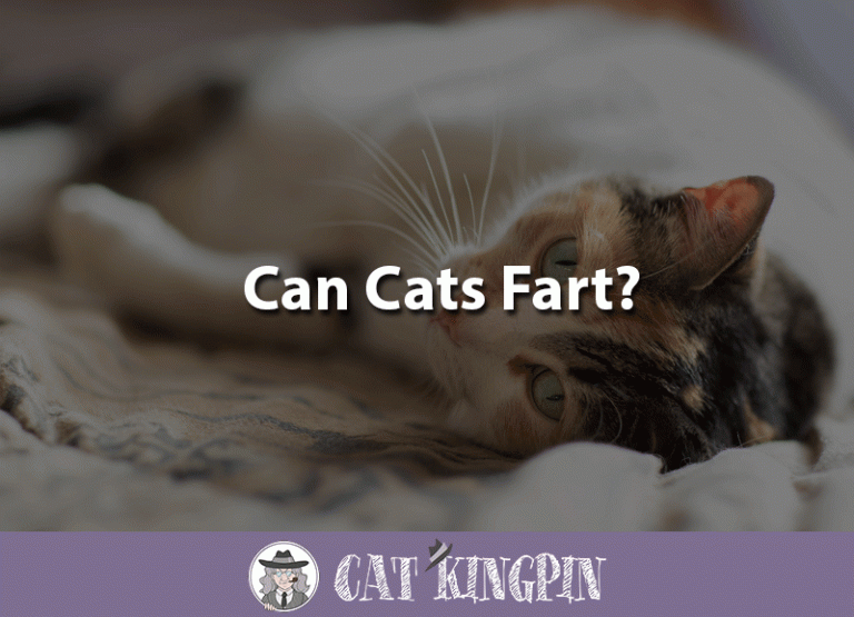 Can Cats Fart?