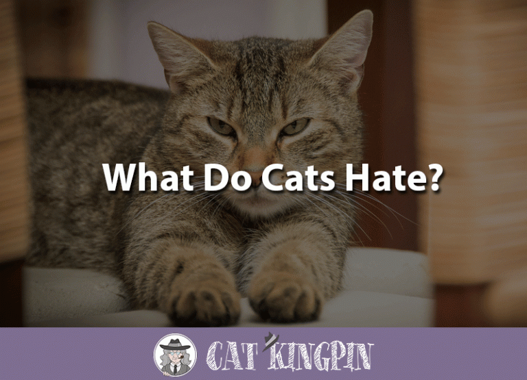 What Do Cats Hate?