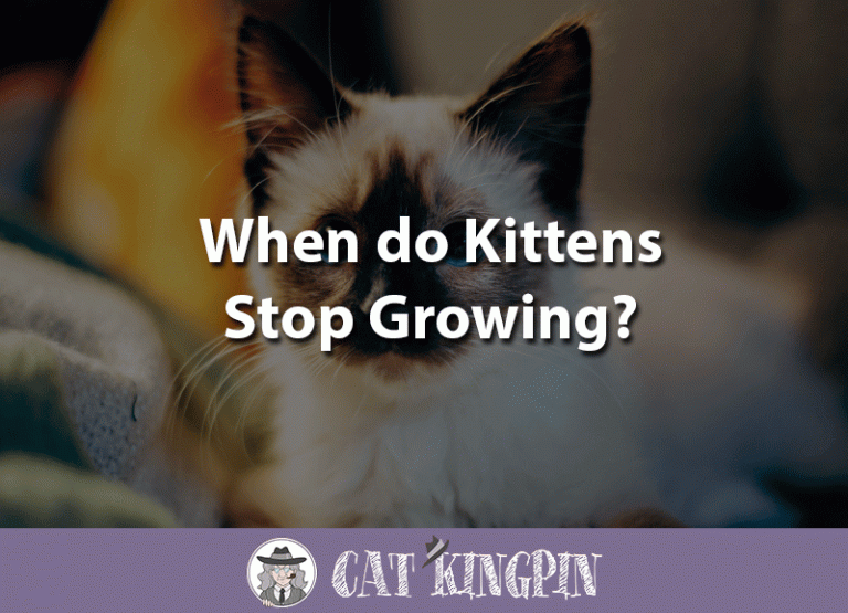 When Do Kittens Stop Growing?