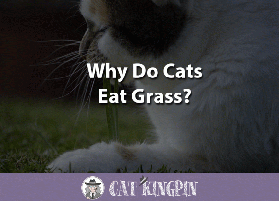 Photo inspiration: Gallery Detail: How Do Balinese Cats Act 10 Personality Facts