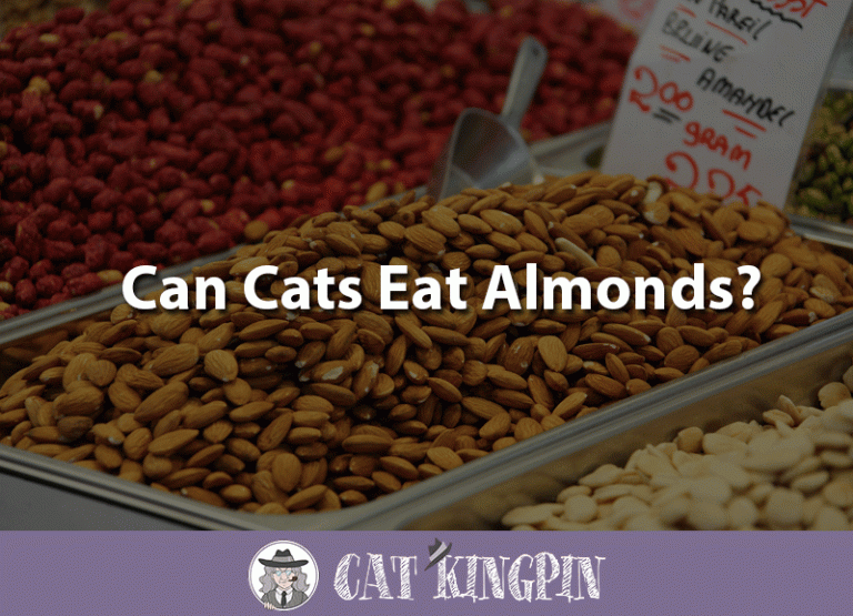 Can Cats Eat Almonds?