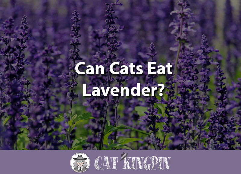 can cats eat lavender