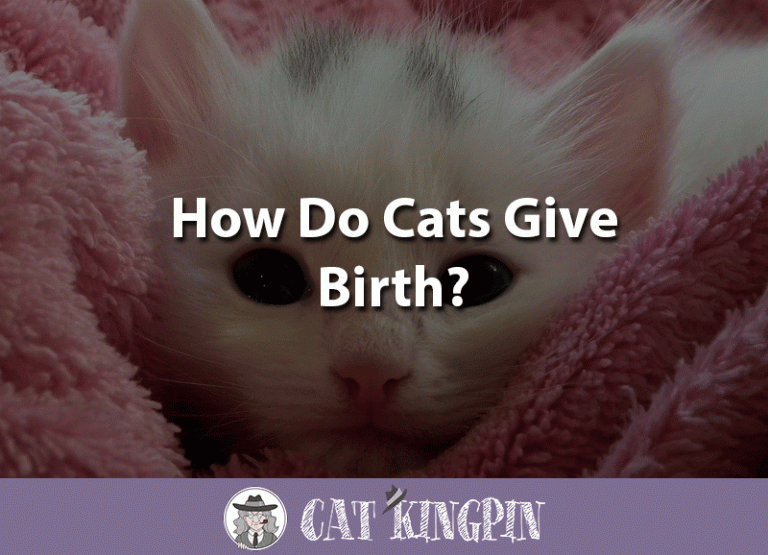 How Do Cats Give Birth?