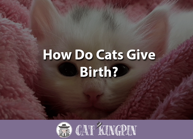 how do cats give birth