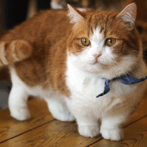 Best Munchkin Cat Breeders - Cat Kingpin