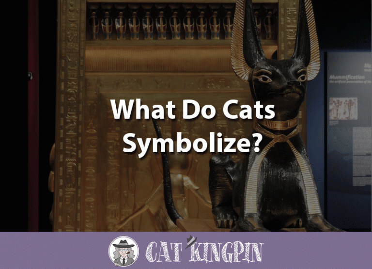 What Do Cats Symbolize?