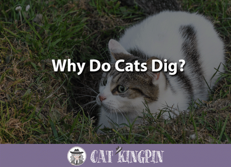 Why Do Cats Dig?
